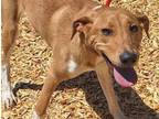 Adopt XENA a Treeing Walker Coonhound, Mixed Breed