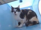 Adopt DONNA a Domestic Short Hair