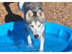 Adopt FOREST a Husky, Mixed Breed