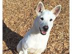 Adopt NOLA a Husky, Mixed Breed