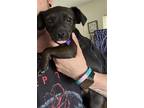 Adopt IRIS a Parson Russell Terrier, Mixed Breed