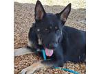 Adopt BLACKSTAR a German Shepherd Dog, Mixed Breed