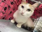 Adopt AMORE a Domestic Medium Hair