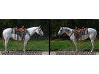 Star AQHA Gray Experienced High School Rodeo & Barrel Horse Mare