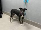 Adopt VELCRO a Labrador Retriever, Mixed Breed