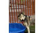 Adopt TEACUP a Siberian Husky