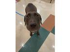 Adopt Bruh a Labrador Retriever, Pit Bull Terrier