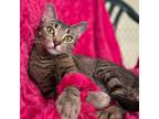 Adopt Thunder a Domestic Short Hair