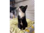 Adopt Baby Missy a Domestic Short Hair