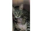 Adopt Sweet Jane a Domestic Short Hair