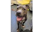 Adopt FERRIS a Pit Bull Terrier, Mixed Breed