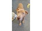Adopt BLONDIE a Pit Bull Terrier, Mixed Breed