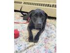 Adopt DAISY a Labrador Retriever, Mixed Breed