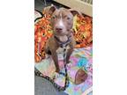 Adopt SIENNA a Pit Bull Terrier, Mixed Breed