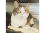 Adopt Sugar a Domestic Short Hair