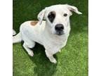 Adopt Vee a Mixed Breed, Australian Shepherd