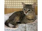 Adopt Fritzie a Domestic Short Hair