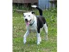 Adopt Zoey a Beagle, Jack Russell Terrier