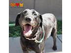 Adopt SADIE a Labrador Retriever