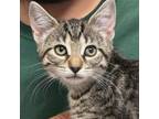Adopt Suzy a Domestic Short Hair