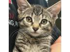 Adopt Sally a Domestic Short Hair