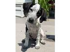 Adopt Adie a Pointer