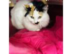 Adopt Mama (Vestal PetSmart) a Domestic Long Hair