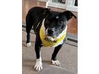 Adopt DORY a American Staffordshire Terrier, Mixed Breed