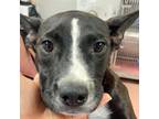 Adopt LADY a Mixed Breed
