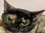 Adopt FEDEX a Domestic Short Hair