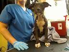 Adopt WHOOPIE a Pit Bull Terrier, Mixed Breed
