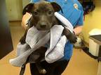 Adopt DOO a Pit Bull Terrier, Mixed Breed