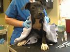 Adopt BROWNIE a Pit Bull Terrier, Mixed Breed