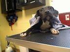Adopt SPLAT a Pit Bull Terrier, Mixed Breed