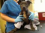 Adopt NUGGET a Pit Bull Terrier, Mixed Breed