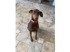Adopt Margo a Doberman Pinscher