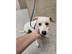 Adopt PEACE a Border Collie, Mixed Breed