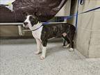 Adopt VALENTINA a Bull Terrier, Mixed Breed