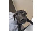 Adopt ZUZU a Pit Bull Terrier, Mixed Breed