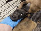 Adopt GLORY a Dutch Shepherd