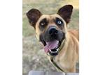 Adopt CORAL a Black Mouth Cur, Mixed Breed