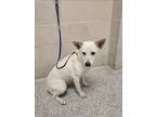 Adopt MIRA a Border Collie, Mixed Breed