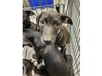 Adopt ZAREEN a Pit Bull Terrier, Mixed Breed