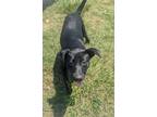 Adopt Becky a Parson Russell Terrier, Mixed Breed