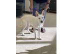 Adopt SOL a Siberian Husky, Australian Cattle Dog / Blue Heeler