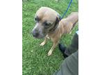 Adopt SCOUT a Pit Bull Terrier