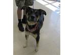 Adopt FIRECRACKER a German Shepherd Dog, Mixed Breed