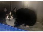 Adopt Kitten a Domestic Short Hair