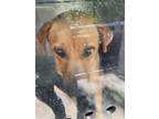 Adopt BELLA a Black Mouth Cur, Mixed Breed