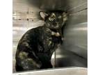 Adopt TwinkleToes a Domestic Short Hair